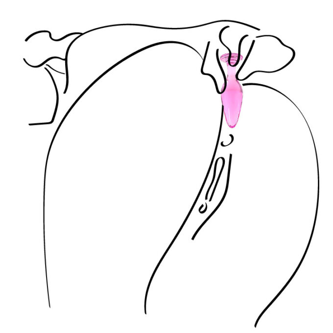 Rose Pink Crystal Anal Plug