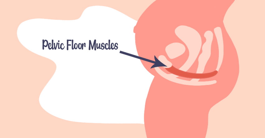 About Your Pelvic Floor Muscles