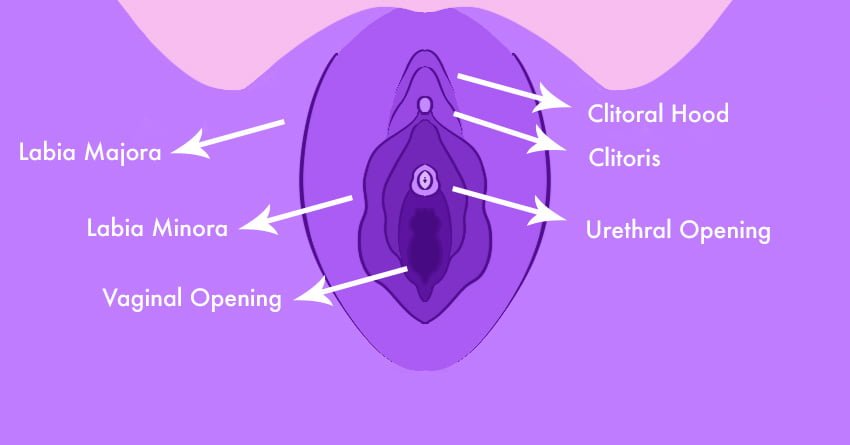 External Parts (Vulva)