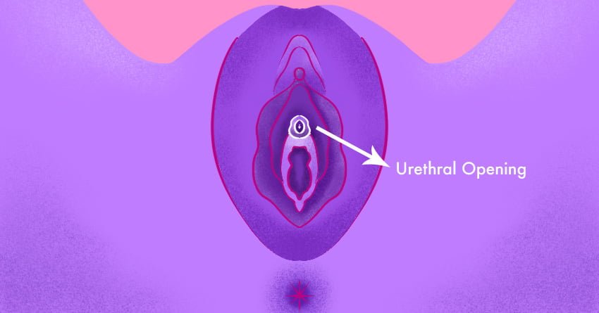 Urethral Opening