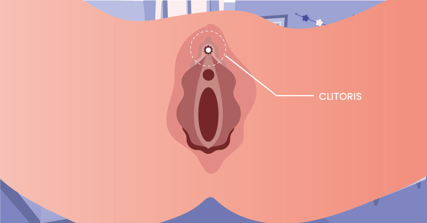 location of clitoris