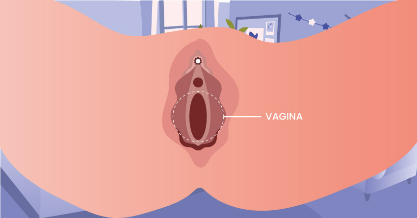location of the vagina