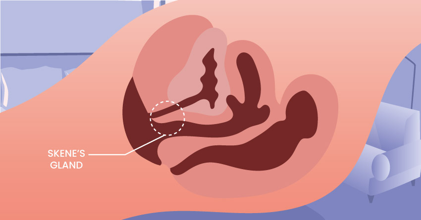 location of the skene's gland