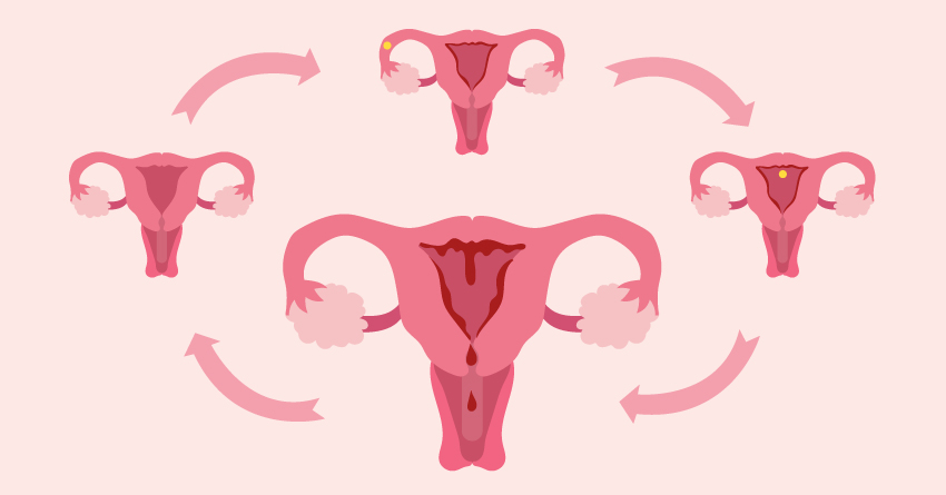 Uterus: Menstruation & Proliferative Phase
