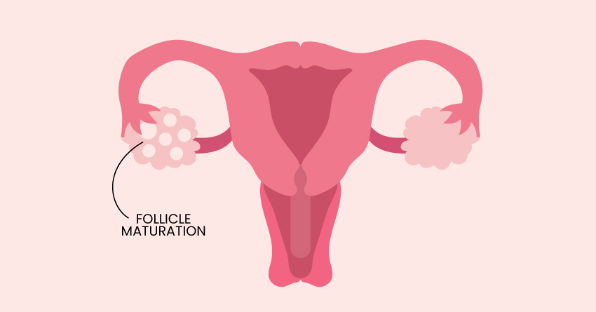 Ovaries: Follicular Phase