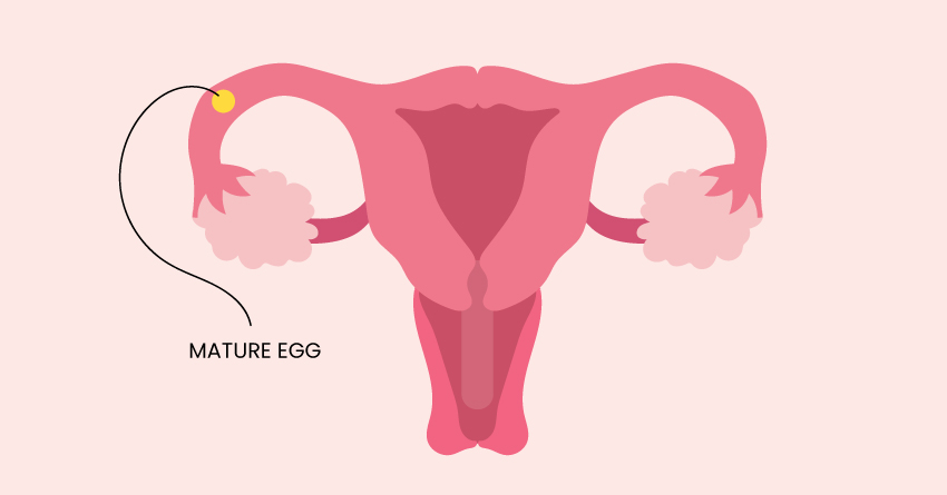 Ovaries: Ovulation Phase