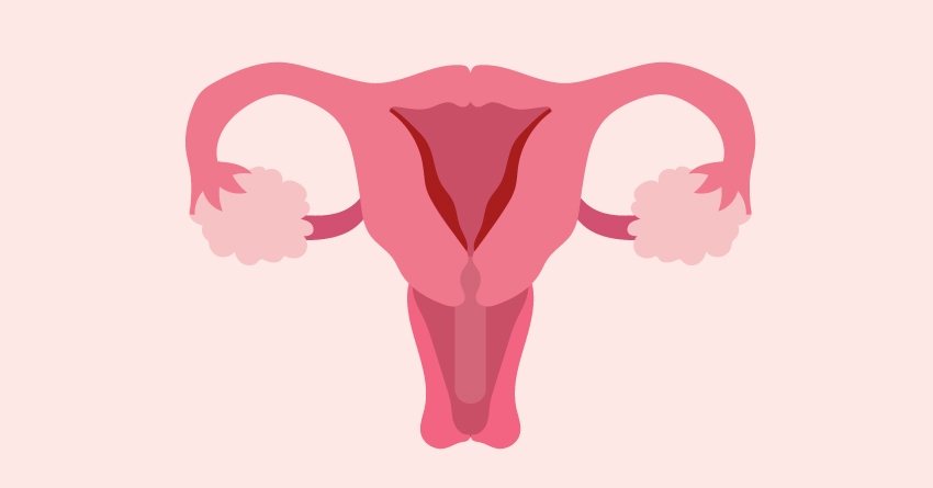 Uterus: Secretory Phase