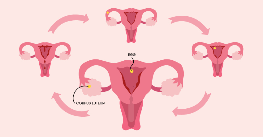 Ovary: Luteal Phase