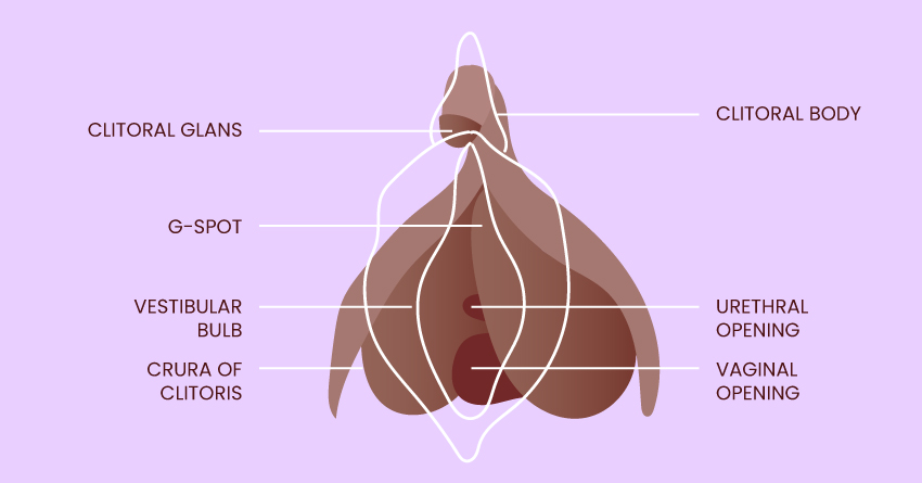 The Clitourethrovaginal Connection