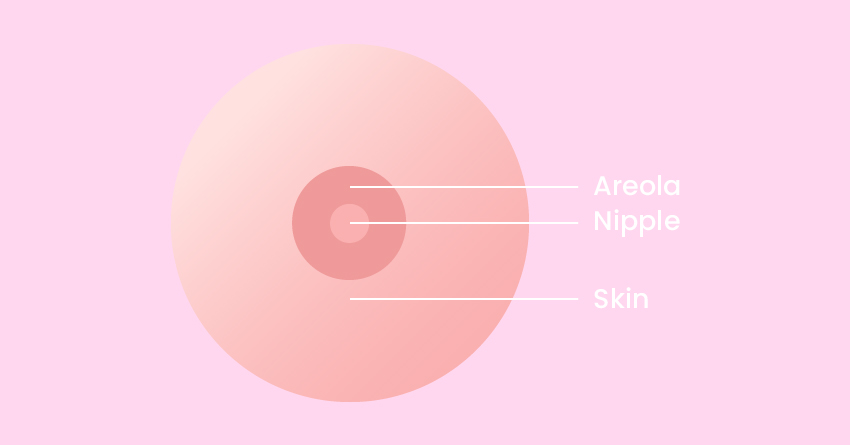 Exterior Anatomy of the Breast