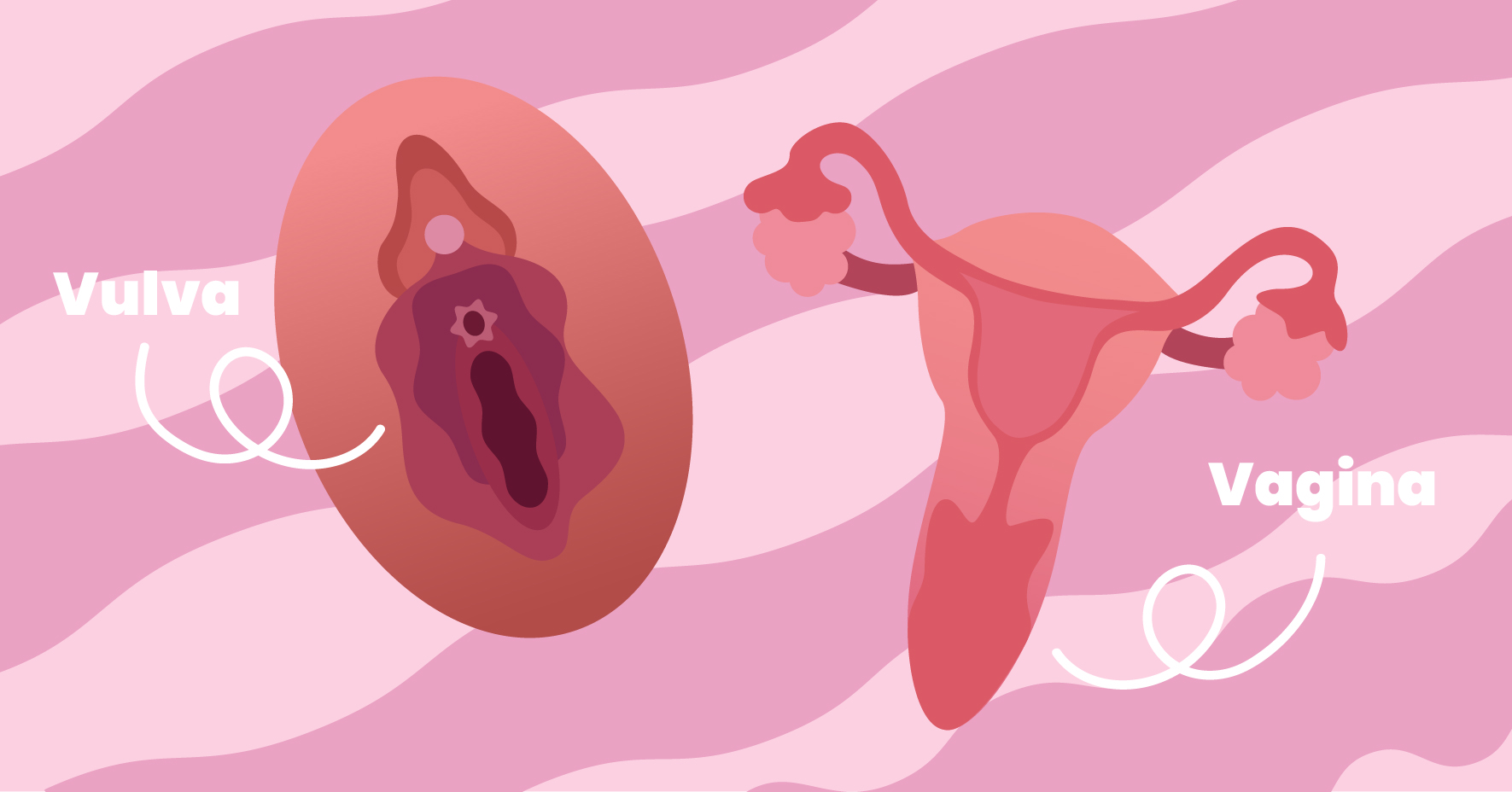 Your vulva and vagina aren’t the same