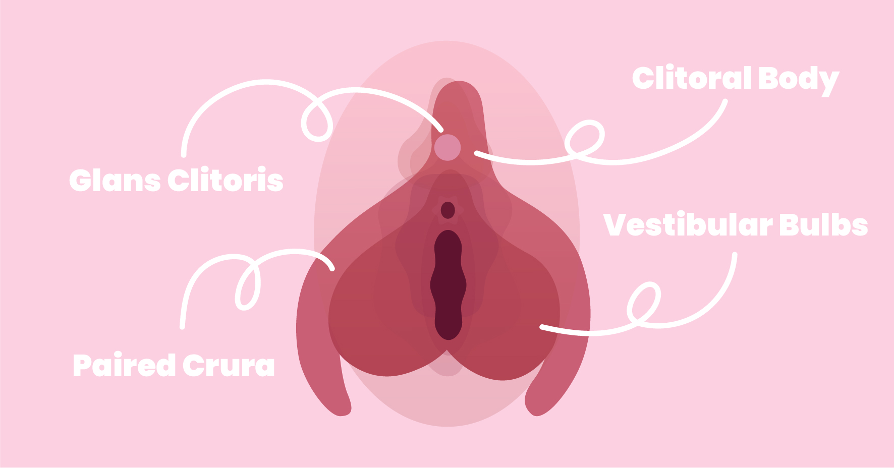 The clitoris is a lot bigger than you think