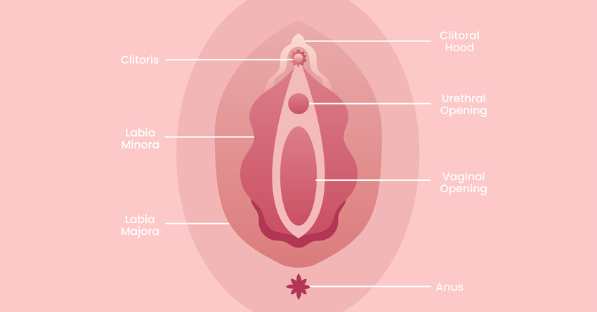 anatomy chart of vulva (external part of female genitalia)