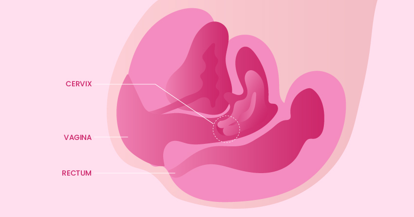 Location of the cervix. 