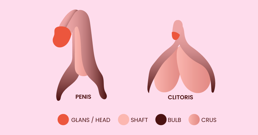 The penis and clitoris have a similar structure.