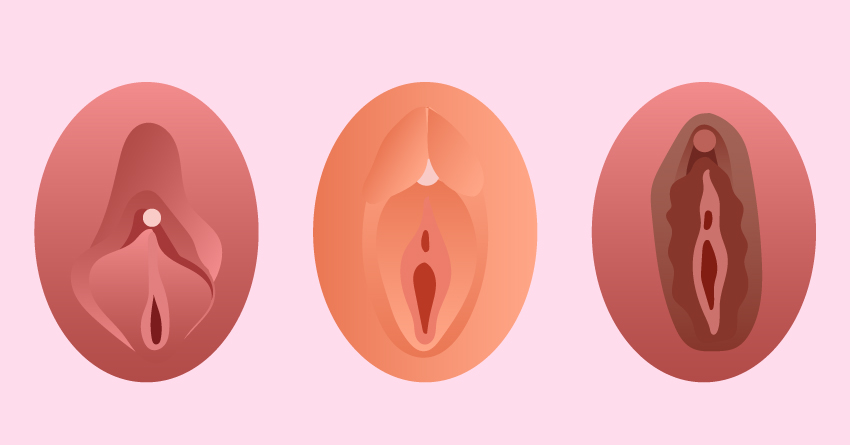 The clitoris comes in different sizes and colors.