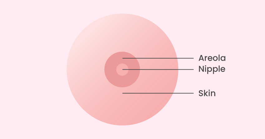 A chart distinguishing the difference between areola and nipple.