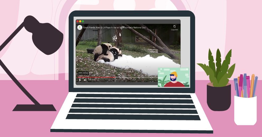 A laptop with virtual zoos on the screen. 