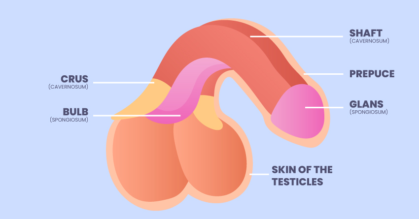 Anatomy of a Penis