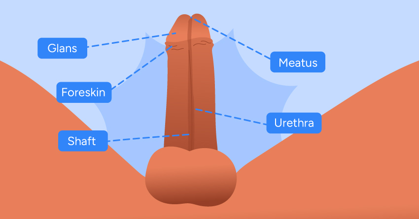22 Diverse Types of Penis Out There