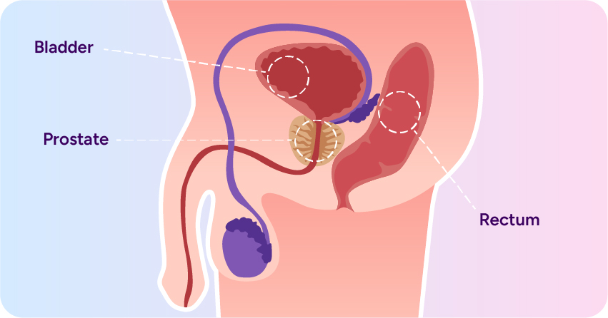 Prostate Gland: What to Know About the "Male G-Spot"