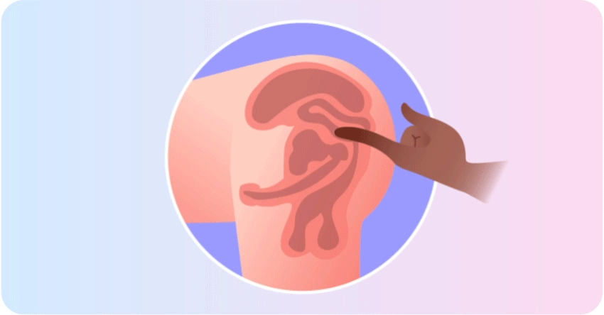 Prostate Gland: What to Know About the "Male G-Spot"