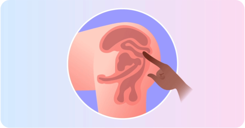 Prostate Gland: What to Know About the "Male G-Spot"