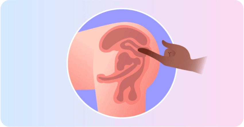 Prostate Gland: What to Know About the "Male G-Spot"