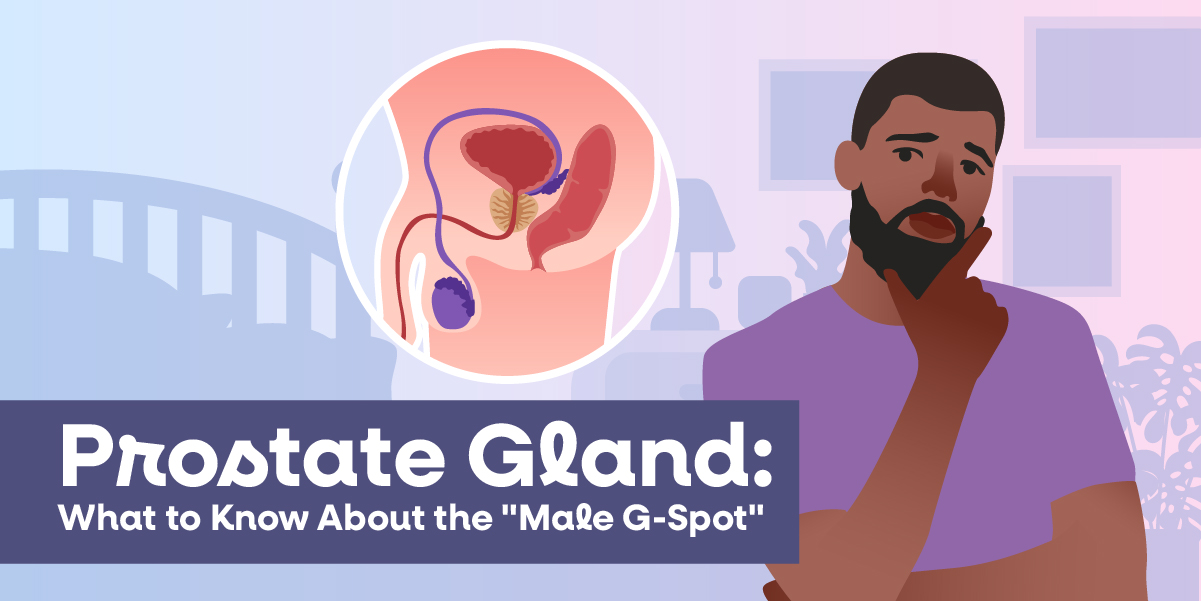 Prostate Function Prostate Gland: What to Know About the